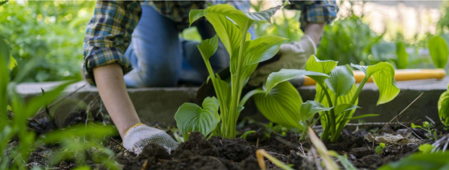 3 Tips to Keep Your Garden Growing This Summer