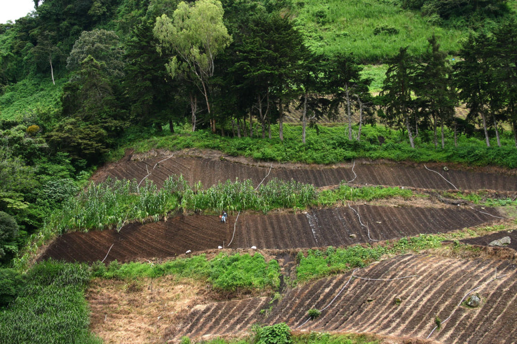 farming-in-panama-252712803156620n0h