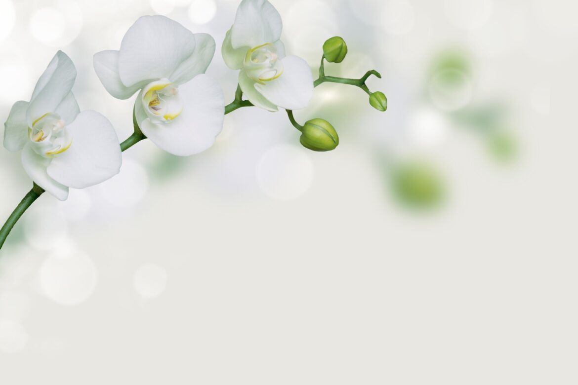 Spring Blooms: 7 Types of Special Occasion Flowers