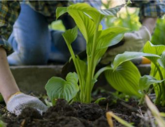 3 Tips to Keep Your Garden Growing This Summer